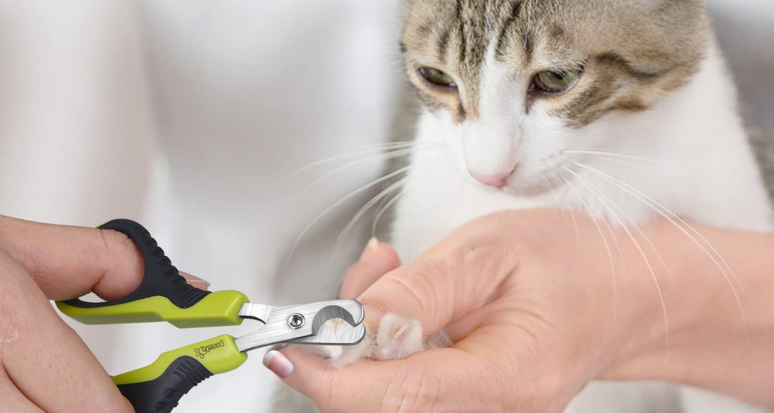 Comment couper les griffes de son chat